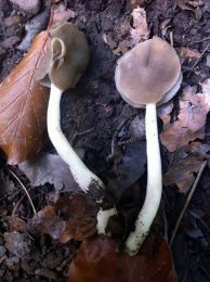 Helvella compressa