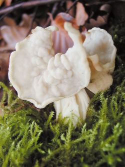 Helvella crispa