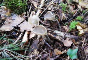 Helvella macropus